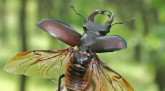 Beetle deer